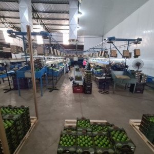 Interior de packing house com limões em processamento