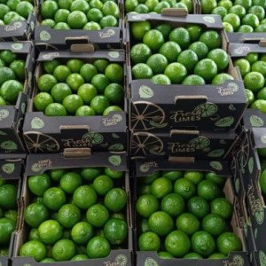 Caixas com limões tahiti selecionados